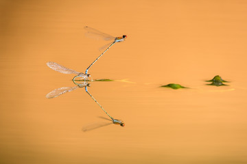 A close up macro photograph of two mating dragonflies, suspended above the golden calm water of a watering hole in the Madikwe Game Reserve, South Africa.
