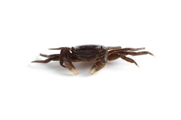 Little crab isolated on white background