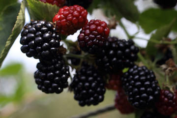 Growing blackberries. Harvest