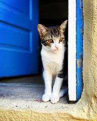 Kitten in the doorway