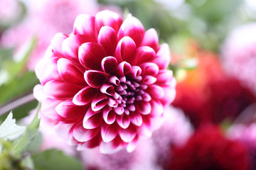 Dahlia flower and bokeh flowers background
