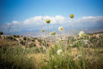 cityscape cyprus paphos
