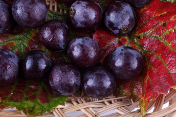 Fototapeta premium Grape on autumn leaves background