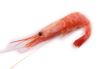 Shrimp isolated on white