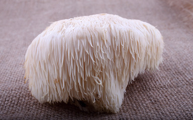 Hericium erinaceus mushroom (monkey head mushroom, bearded tooth fungus, bearded hedgehog mushroom, pom pom, lion's mane mushroom)
