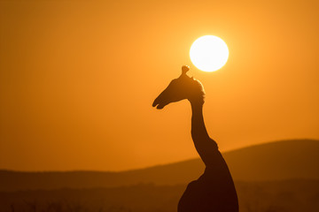 A beautiful photograph of a walking giraffe silhouetted against a golden sunset sky, with the sun behind its head, taken in the Madikwe Game Reserve, South Africa.