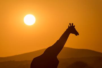 A beautiful photograph of a walking giraffe silhouetted against a golden sunset sky, with the sun in the background, taken in the Madikwe Game Reserve, South Africa.
