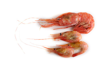 Big and little shrimps