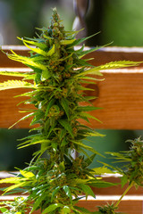 Green bud of marijuana on a sunny day, legal light marijuana in Switzerland, with wooden background