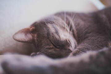 cat spleeping  - close up