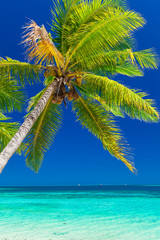 Palm trees on a white sandy beach at Plantation Island, Fiji, South Pacific