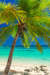 Fototapeta na wymiar Palm trees on a white sandy beach at Plantation Island, Fiji, South Pacific
