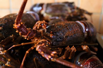 Crayfish also called the Cape rock lobster or West Coast rock lobster is a species of spiny lobster found off the coast of Southern Africa.They are also called crayfish or kreef.