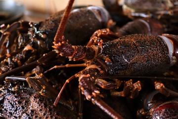 Jasus lalandii also called the Cape rock lobster or West Coast rock lobster is a species of spiny...