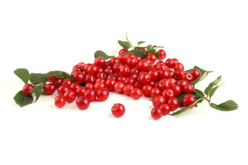 Nanking cherry and branch