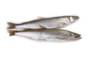 Smelt fish isolated on white. (Big Pacific smelt - Osmerus mordax)