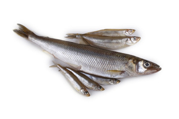 Smelt fishes. Big, middle and little Pacific smelt varieties