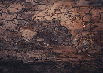 Wooden background
