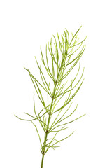 Horsetail isolated on white