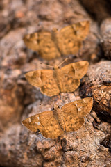 A vertical close up macro photograph of three brown moths sitting on the branch of an ancient Baobab tree, taken in the Pafuri concession of the Kruger National Park, South Africa.