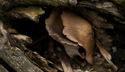 mushrooms on tree