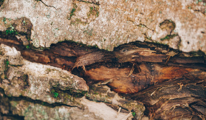 tree bark texture