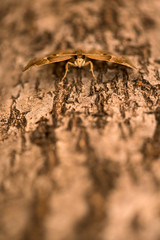 A vertical close up macro photograph of a brown moth sitting on the branch of an ancient Baobab tree, taken in the Pafuri concession of the Kruger National Park, South Africa.