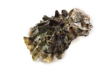 Oysters isolated on white