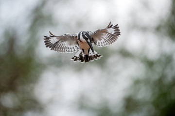 A close up photograph of a hovering Pied Kingfisher hunting for its prey, with an out of focus green background, taken in the Madikwe Game Reserve, South Africa.