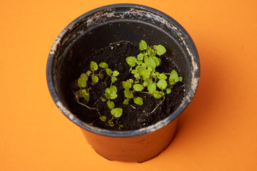 Mint potted seedlings in small pot