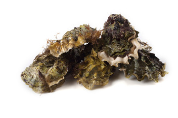 Oysters isolated on white