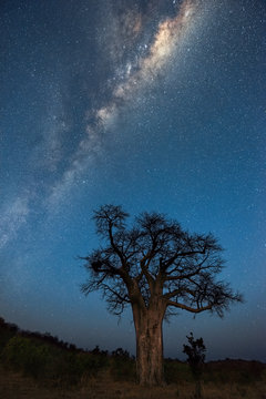 A vertical Milky Way night sky photograph, of the galactic centre rising above an ancient baobab tree, taken in the Pafuri Concession of the Kruger National Park, South Africa.