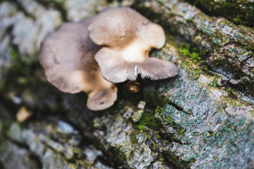 mushroom in forest