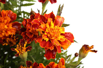 Growing marigolds isolated on white