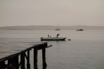 wooden deck, pelicans and boats in a misty day at Paracas beach. Ica/Peru.