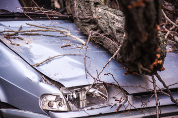 a hurricane knocked down trees on cars