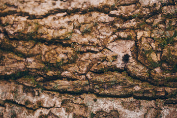 tree bark texture