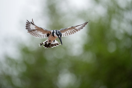 A close up photograph of a hovering Pied Kingfisher hunting for its prey, with an out of focus green background, taken in the Madikwe Game Reserve, South Africa.