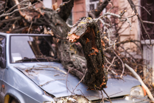 a hurricane knocked down trees on cars