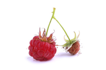 Raspberry isolated on white