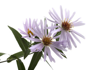 Growing asters isolated on white