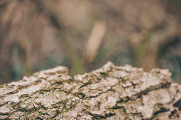 bark of a tree