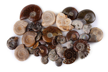 Ammonites isolated on white. Different ammonite varieties