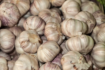 White garlic pile texture. Fresh garlic on market table closeup photo