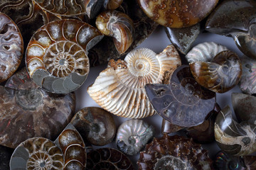 Ammonite background. Different ammonite varieties