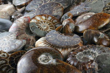 Ammonite background. Different ammonite varieties