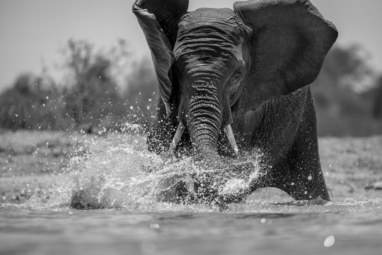 A close up black and white action portrait of a swimming elephant, splashing, playing and drinking in a waterhole at the Madikwe Game Reserve, South Africa.