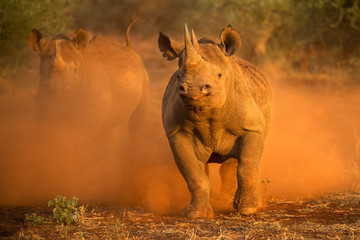 An action photograph of two female black rhinos charging at the game vehicle, kicking up red dust at sunrise, taken in the Madikwe game Reserve, South Africa. © Udo Kieslich