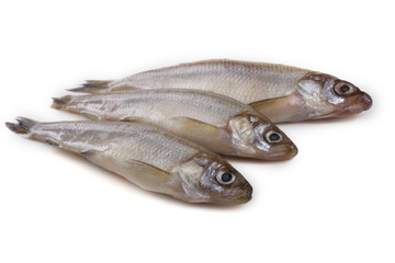 Smelt fish isolated on white. Pacific smelt variety