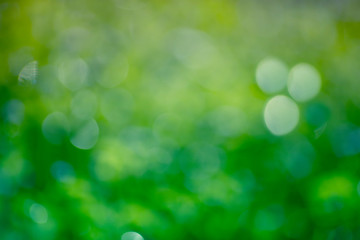 Abstract background blur bokeh on  green background